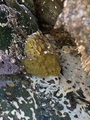 Halichondria panicea