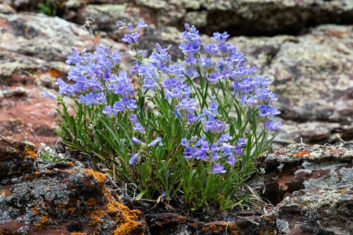 Penstemon scariosus var. cyanomontanus