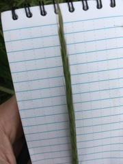 Elymus glaucus glaucus