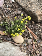 Draba oligosperma