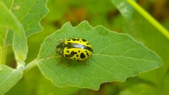 Calligrapha fulvipes