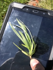 Hemizonia congesta luzulifolia