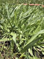 Hemizonia congesta luzulifolia