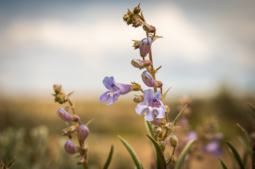 Gibbens' Beardtongue (Penstemon gibbensii)