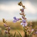 Gibbens' Beardtongue - Photo (c) Phil Krening, some rights reserved (CC BY-NC), uploaded by Phil Krening