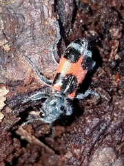 Enoclerus eximius