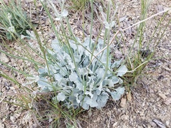 Eriogonum saxatile