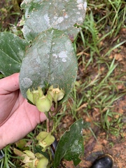 Macleania pentaptera