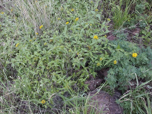 Image of Lagascea decipiens by (c) Sue Carnahan, some rights reserved (CC BY)