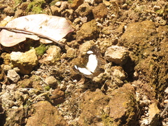 Janatella leucodesma
