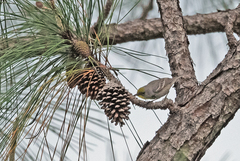 Setophaga pityophila