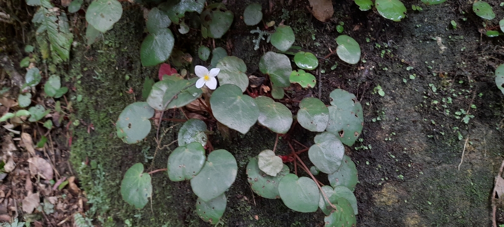 Begonia itatiaiensis