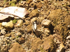 Janatella leucodesma