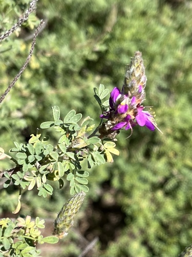 Silver prairie clover (Dalea bicolor)
