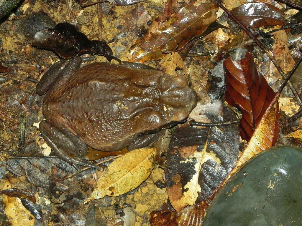 Spotted Toad From Maripasoula, Gf-sl, Gf On February 4, 2012 At 11:34 