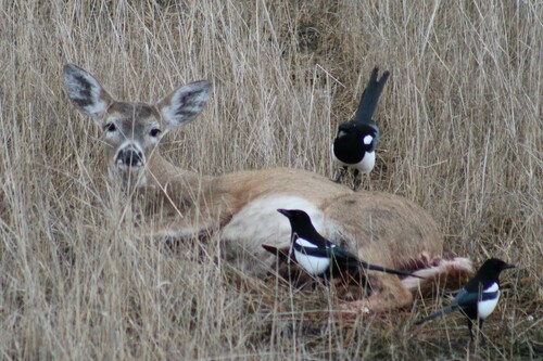 Northern Rocky Mountains White-tailed Deer photographed in Oregon