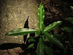 Aspidosperma polyneuron