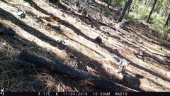 Sciurus aberti barberi