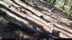 Sciurus aberti barberi