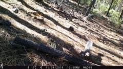 Sciurus aberti barberi