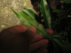 Aspidosperma polyneuron