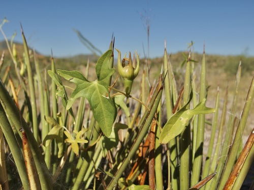 Image of Ipomoea thurberi by (c) Sue Carnahan, some rights reserved (CC BY)