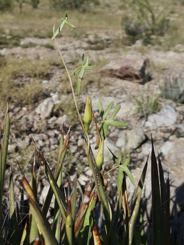 Image of Ipomoea thurberi by (c) Sue Carnahan, some rights reserved (CC BY)