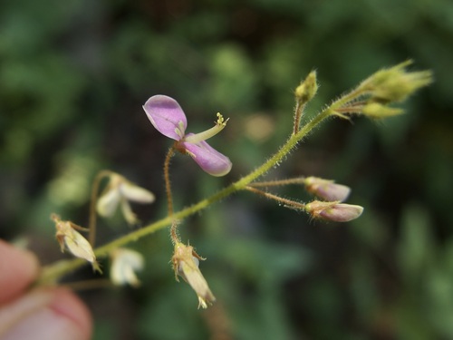 Image of Desmodium procumbens by (c) Sue Carnahan, some rights reserved (CC BY)