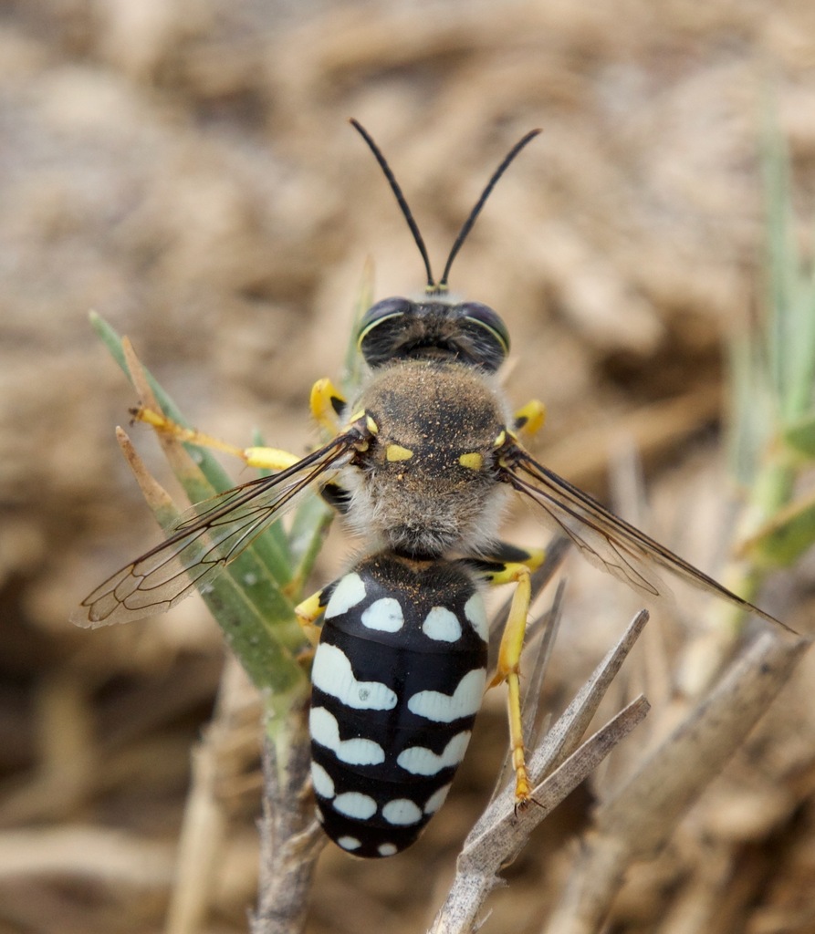 Zyzzyx chilensis