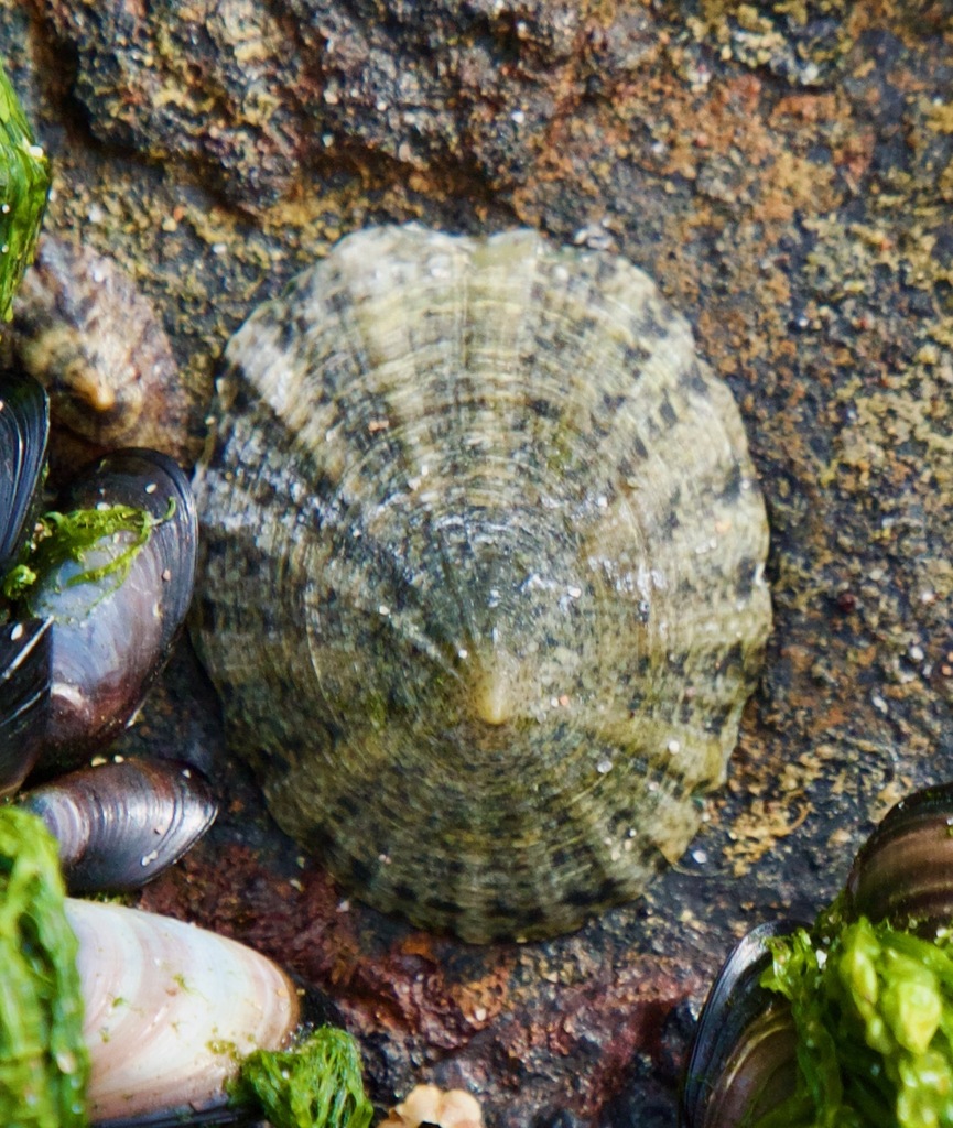 Scurria viridula
