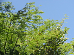 Mimosoideae