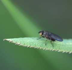 Cnemacantha muscaria