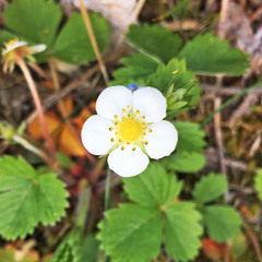 Fragaria vesca