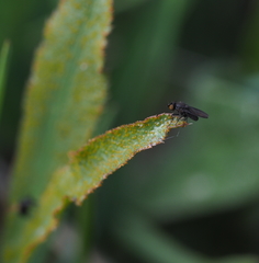 Cnemacantha muscaria