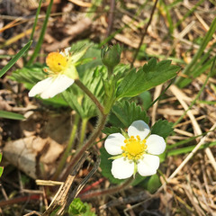 Fragaria vesca