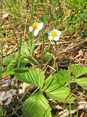 Fragaria vesca