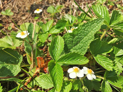Fragaria vesca