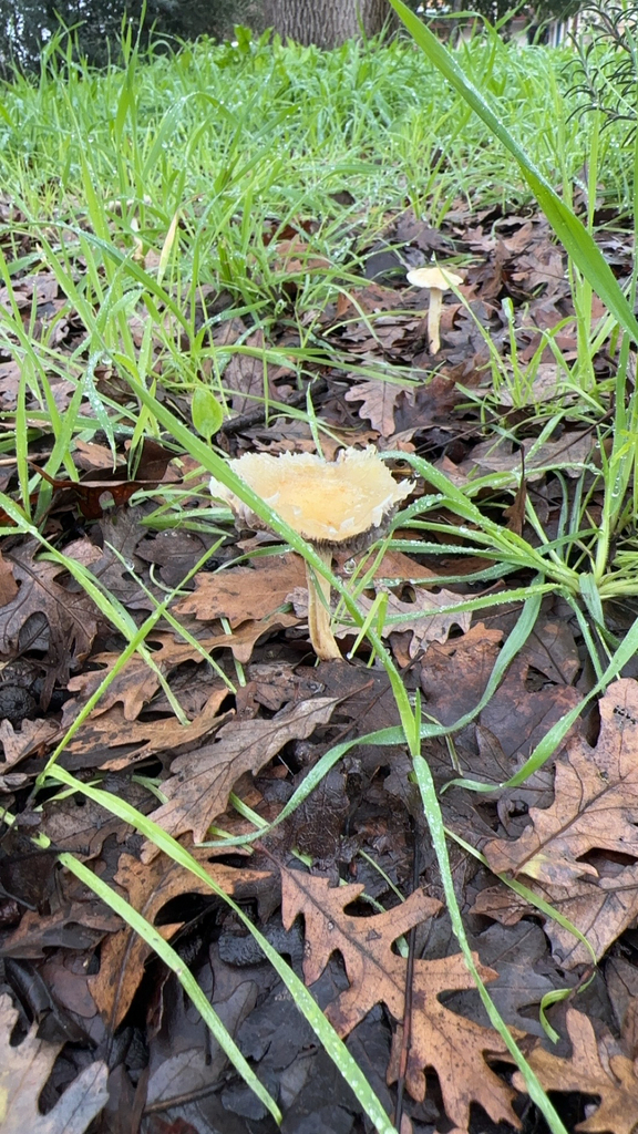 Mulch Maids from Davis on February 2, 2024 at 0924 AM by terravictoria