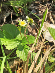Fragaria vesca