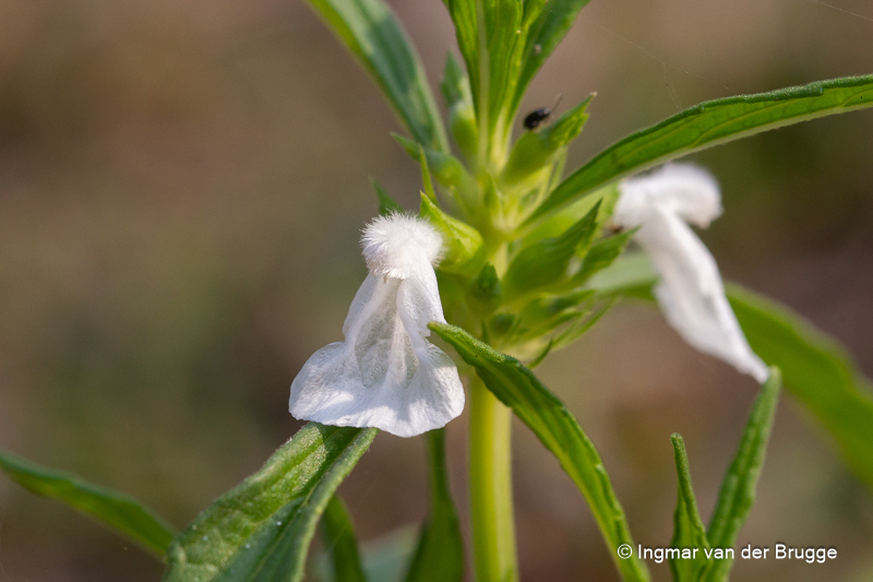 Mè đất nhám (Leucas aspera)