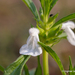 Leucas aspera - Photo (c) Ingmar van der Brugge, algunos derechos reservados (CC BY-NC-ND), subido por Ingmar van der Brugge