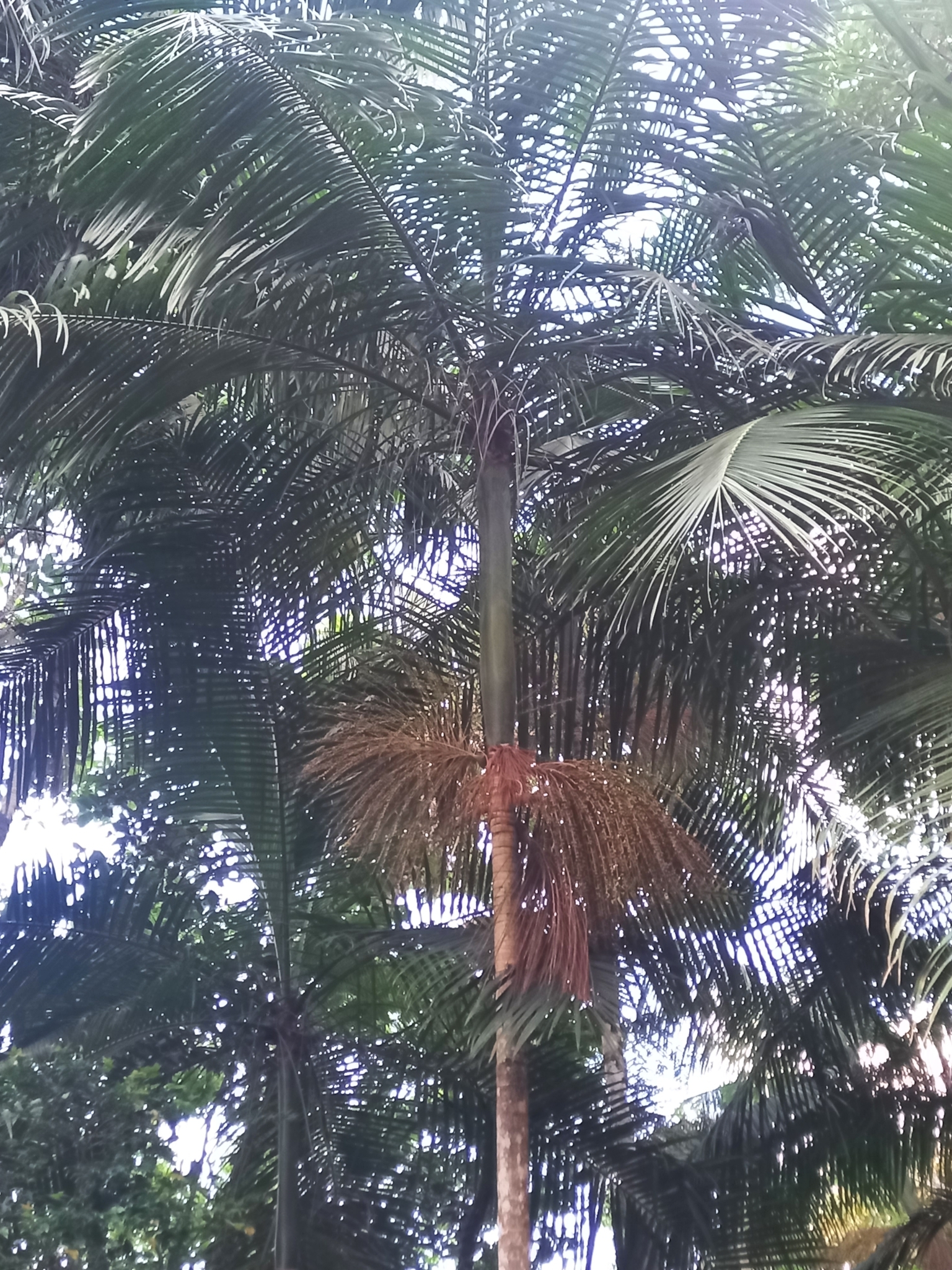 Imagem de Palmito-juçara