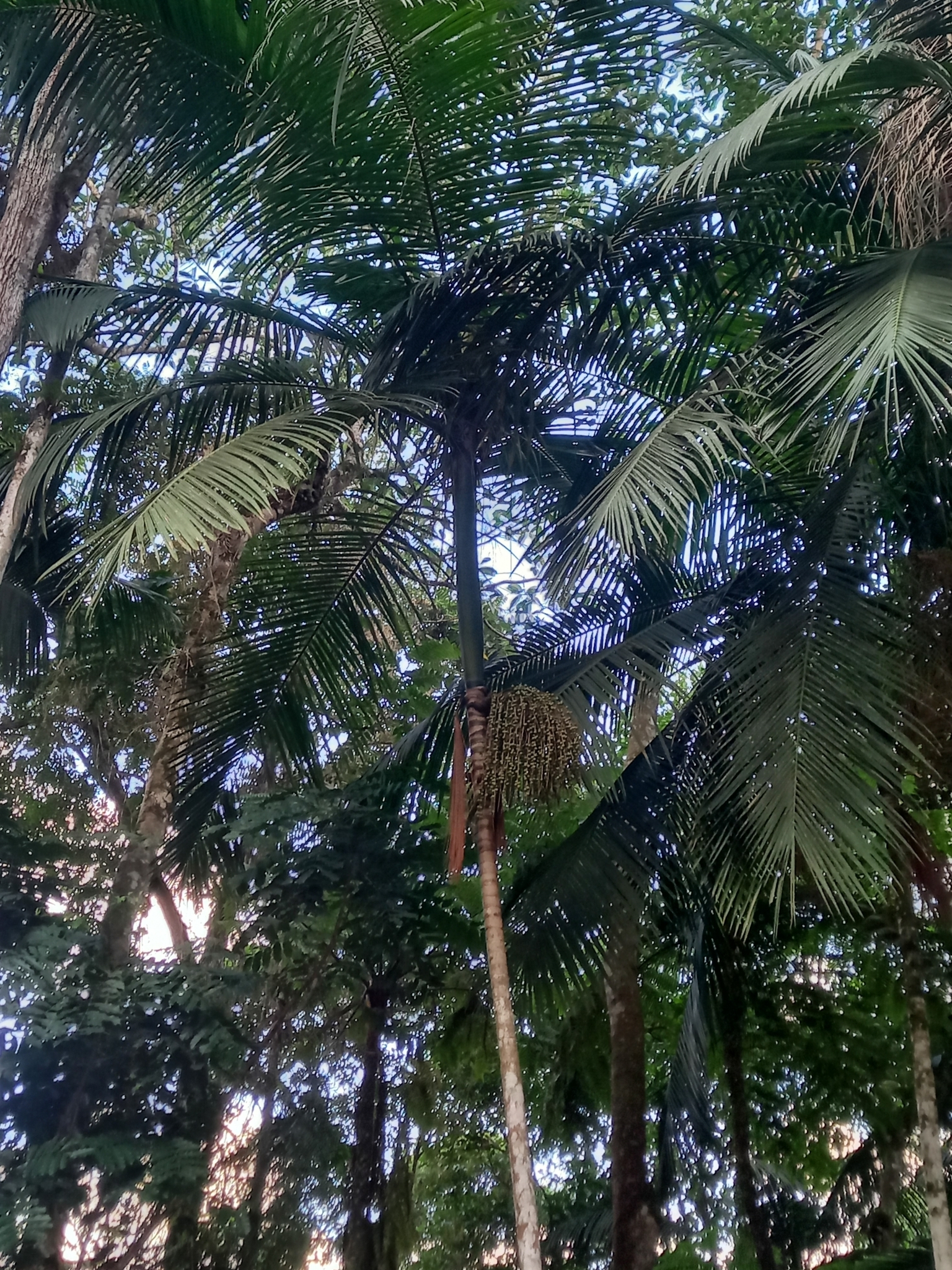 Imagem de Palmito-juçara