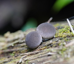 Lycoperdon subincarnatum