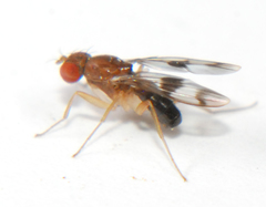 Chymomyza