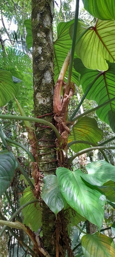 Philodendron (Philodendron ornatum)