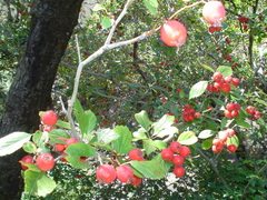 Crataegus baroussana