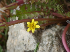 Hyoseris scabra