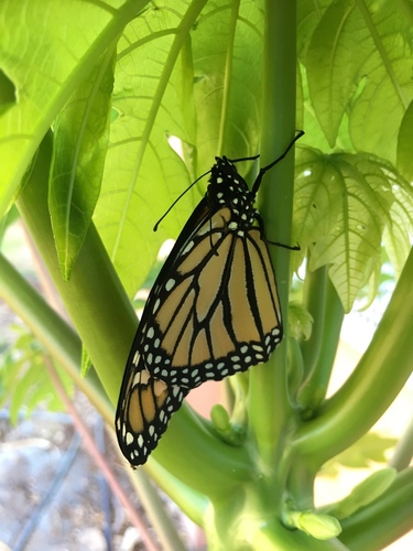 Monarch photographed in Hawaii