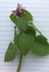 Lamium purpureum purpureum